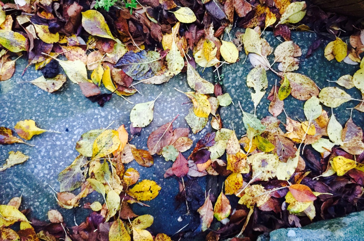 Leaves on the line, and other reasons for&nbsp;delay.